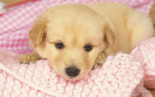 Puppy blanket pink sad looking - a cross stitch free wallpaper