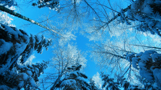 Winter sky trees woods view - a view of the sky free wallpaper