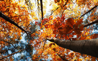 Tree top leaves sky background - the top of the trees free wallpaper
