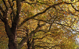 Tree lined street leaves bench - lot of leaves free wallpaper