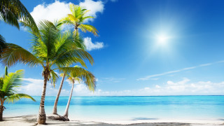 Beach palm trees sunshine ocean - blue sky free wallpaper for desktop
