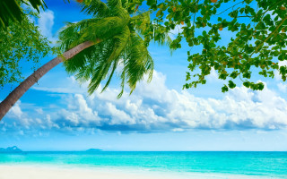 Palm tree beach blue sky 25 - a blue ocean free wallpaper