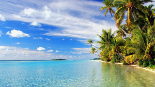 Tropical beach palm trees clear 13 - clear water free wallpaper