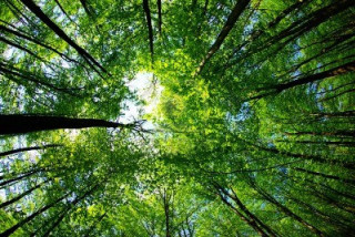 Tree top green leaves sky - forest free wallpaper for desktop