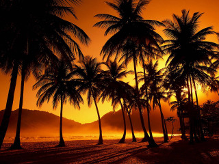 Sunset palm trees bench beach 3 - felipe seade free wallpaper