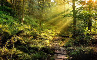 Sunbeams path woods trees leaves - sunbeam free wallpaper for desktop