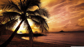Palm tree beach sunset island - a small island in the distance free wallpaper