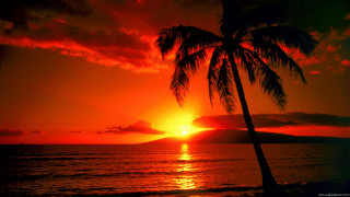 Palm tree sunset ocean boat - against a sunset over the ocean free wallpaper