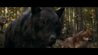 Wolf walking forest animals background - other animal free wallpaper for desktop