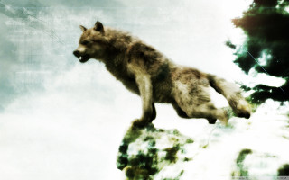 Wolf jumping cliff air water - a wolf free wallpaper