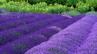 Lavender field sunflowers background trees - a field of lavender free wallpaper