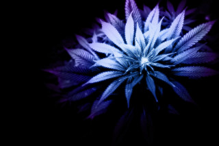 Blue white flower dark room - flower free wallpaper for desktop