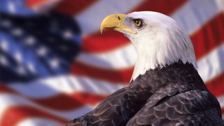 Bald eagle flag background flag - a bald eagle free wallpaper