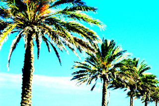 Palm beach sky fireworks nature - a group of palm trees free wallpaper