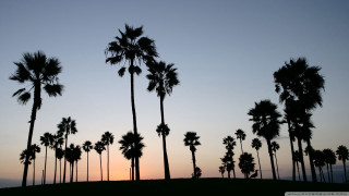 Palm trees silhouette sunset hills - a group of palm trees free wallpaper