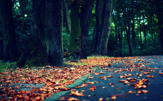 Road leaves trees background stop - a stop sign free wallpaper for desktop