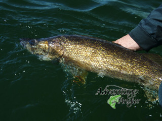 Large fish man boat fishing - a fishing rod free wallpaper