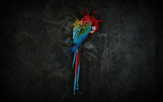 Colorful parrot red head black 2 - paint splatter free wallpaper