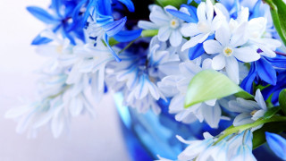Blue vase white blue flowers - a table top next free wallpaper