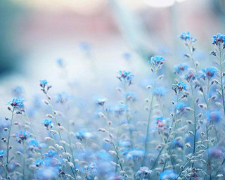 Blue flowers grass blurry background - blue flower free wallpaper