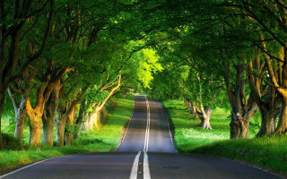 Tree lined road surrounded by - both side of the road free wallpaper