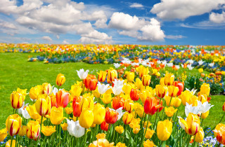 Colorful flowers blue sky clouds 2 - dirck van der lisse free wallpaper