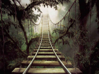 Wooden bridge ladder jungle fog - tree and fog in the background free wallpaper