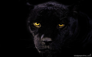 Black panther yellow eyes dark - a black panther free wallpaper