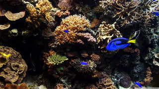 Fish swimming aquarium corals marine 3 - coral free wallpaper
