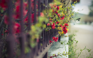 Fence flowers street car person - a fence free wallpaper for desktop