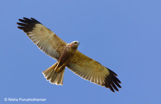 Bird flying air wings spread 16 - arie smit free wallpaper