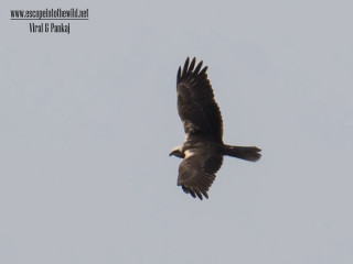Large bird flying blue sky - upper body free wallpaper