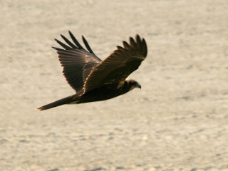 Bird flying air wings spread 2 - an illustration of free wallpaper