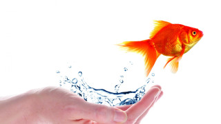 Hand goldfish water splash white - a hand holding free wallpaper