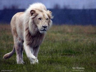 White lion green field blue - farid mansour free wallpaper