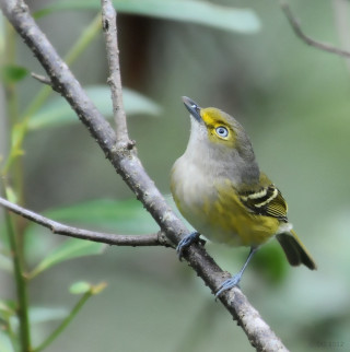 Small bird perched branch blurry 2 - free bird wallpaper for tablet