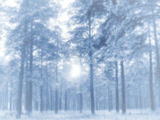 Snowy forest snow falling trees - a snowy forest free wallpaper