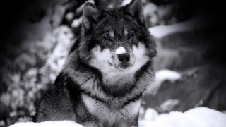 Wolf blue eyes snow camera 2 - a wolf free wallpaper for desktop