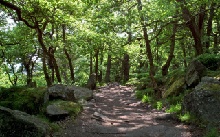 Dirt path forest rocks trees - forest free wallpaper for desktop