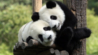 Panda bears sitting tree branch - the others head and the other free wallpaper
