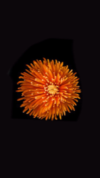 Flower dark background black border - celia fiennes free wallpaper for mobile