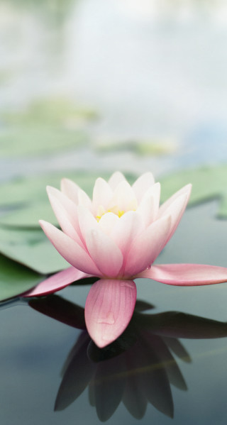 Pink flower floating pond lily 5 - free spring wallpaper
