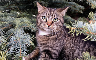 Cat surprised tree night fireworks - a cat free wallpaper