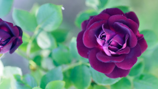 Purple rose garden macro rich - rich deep color free wallpaper