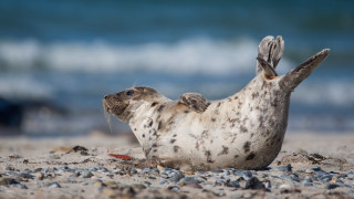 Seal beach back legs up - a seal free wallpaper
