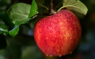 Red apple green leaves water - green leaf free wallpaper for desktop