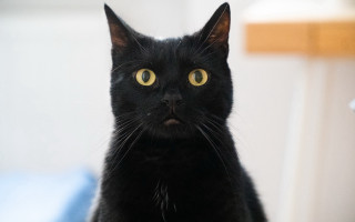 Black cat yellow eyes vanitas - moss free wallpaper