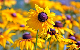 Yellow flower bokeh macro sunset 2 - summer vibrancy free wallpaper