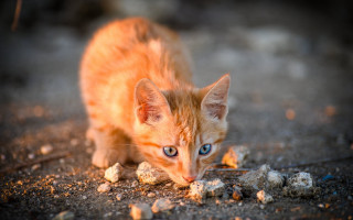 Kitten eating autumn blurry fire - constantine andreou free wallpaper