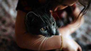Woman cat serious neoplasticism blurry - canon 5 0 mm free wallpaper